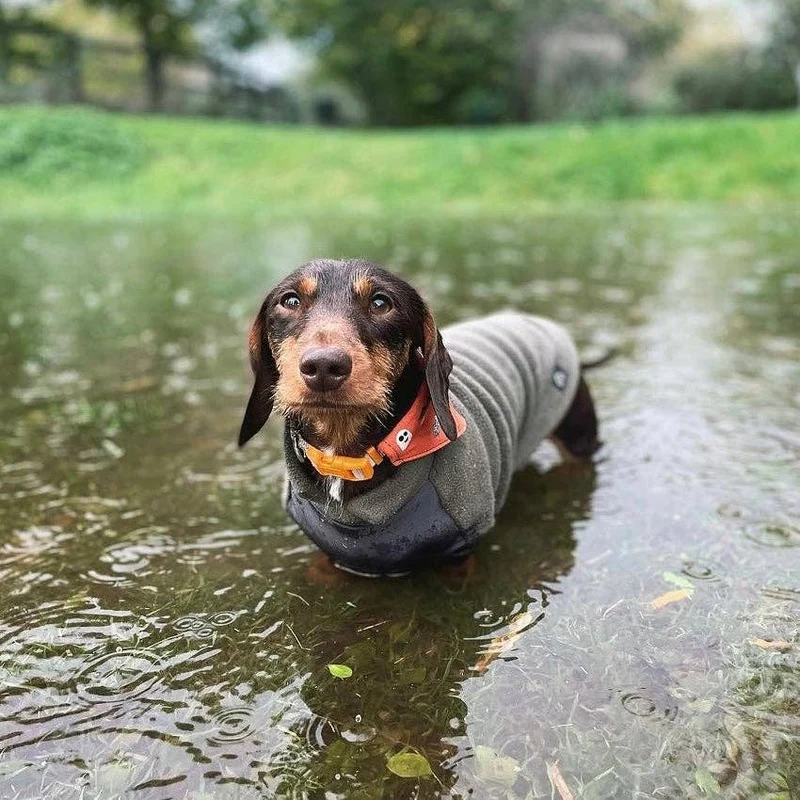 Pull en polaire pour teckel avec panneau imperméable