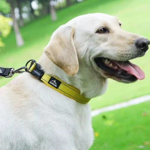 collier réfléchissant pour chien