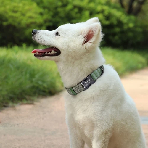Collier chien gravé en nylon tressée avec boucle personnalisée