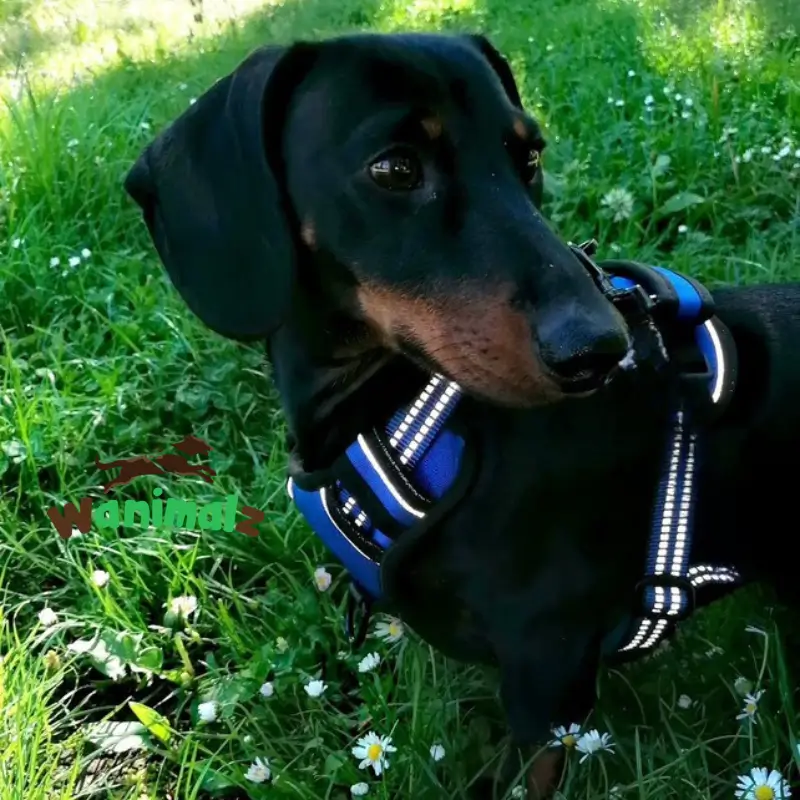 Harnais chien