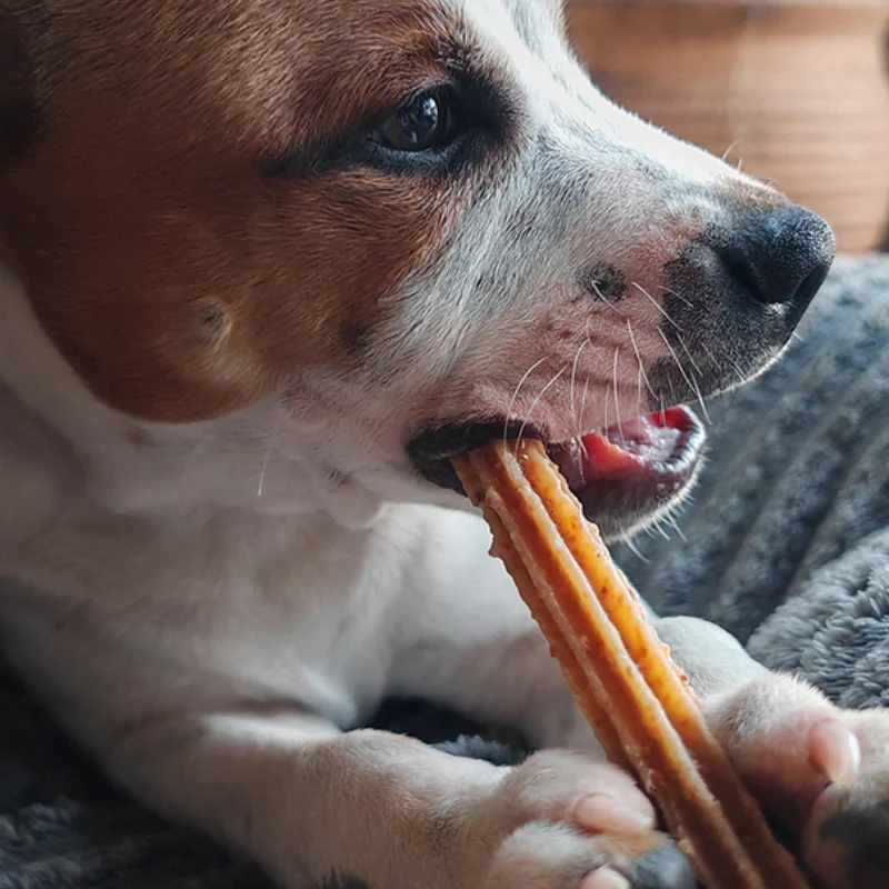 Sticks à mâcher pour chien au fromage