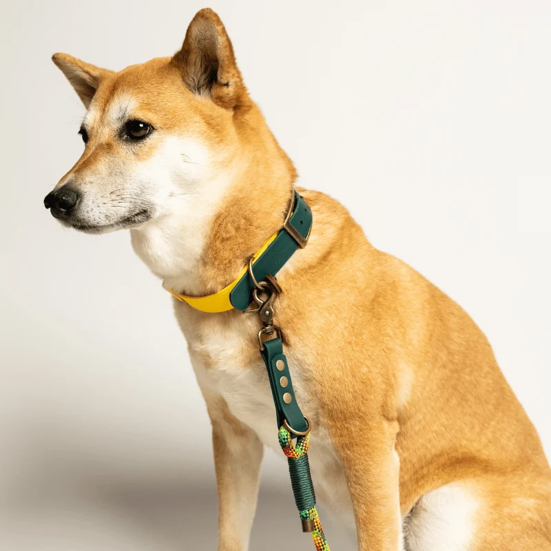 Collier biothane bi-color VERT/JAUNE