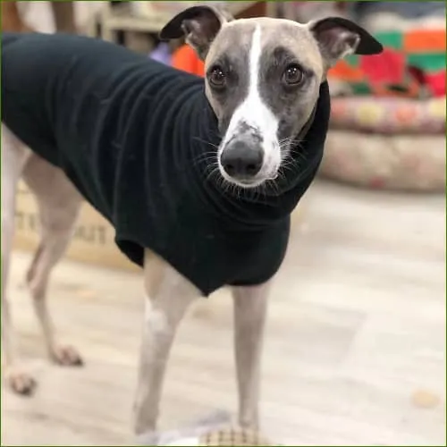 Veste polaire pour chien whippet