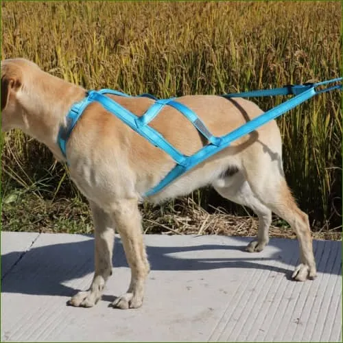 Harnais Xback pour la pratique du canicross d'un grand chien