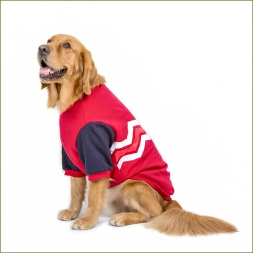 Sweat pour grand chien automne et hiver