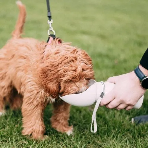 Gourde chien pliable