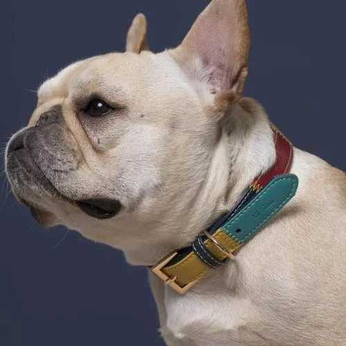 Collier en cuir pour chien quadrichrome
