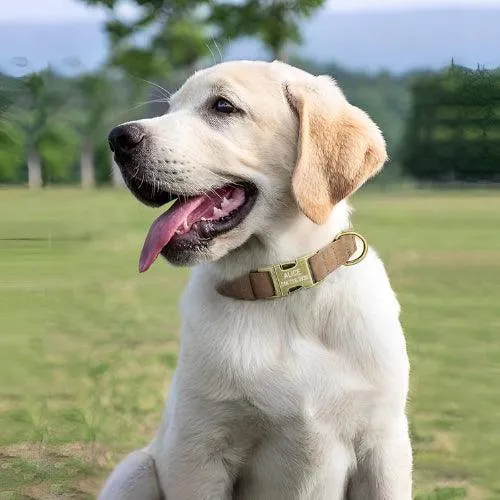 Collier chien gravé design vintage avec boucle personnalisée