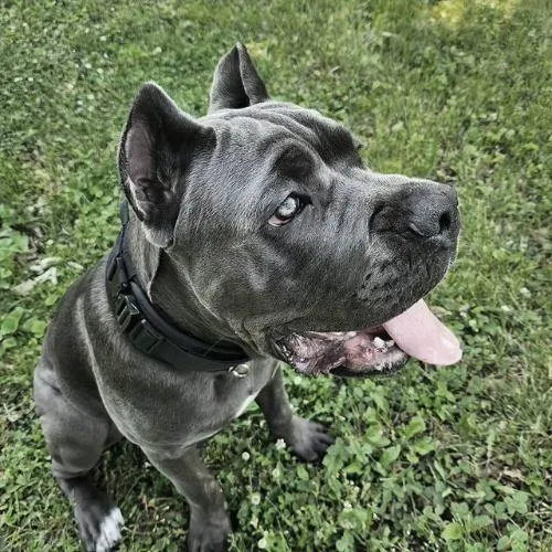 Collier tactique chien