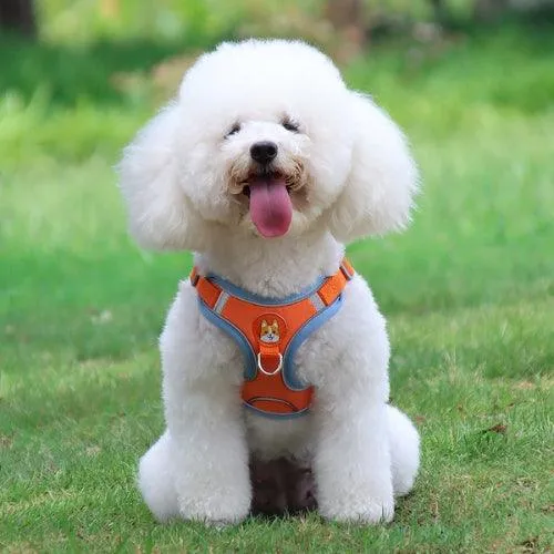 Harnais petit chien | MiniTiny™