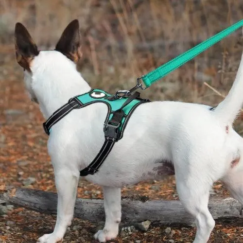 Laisse pour chien | REFLECTO™