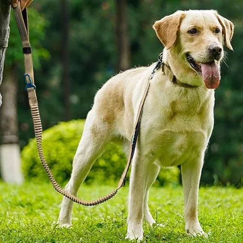 Laisse pour chien | FLEXPAW™