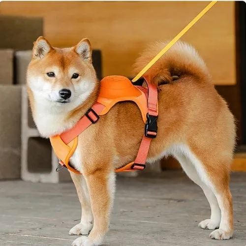 Harnais laisse chien - Loopi™