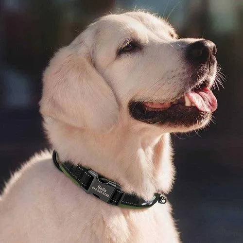 Collier chien gravé rembourré et réfléchissant avec boucle personnalisée