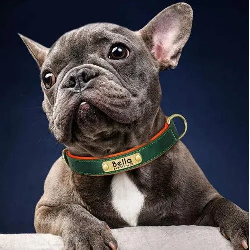 Collier personnalisé chien avec plaque dorée pliable