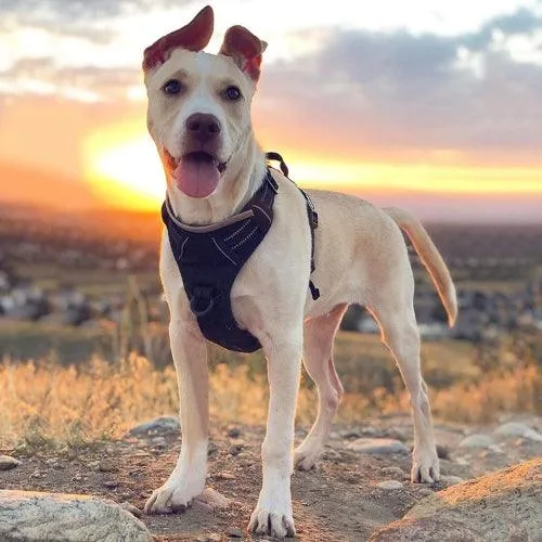 Harnais anti traction chien | CHICARNAIS™