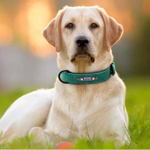 Collier personnalisé chien finition mate et élégante
