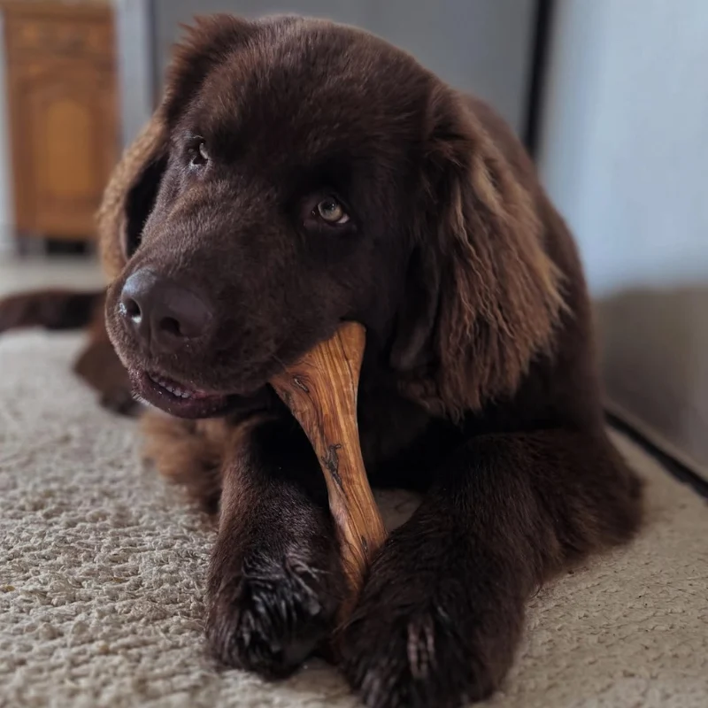 Os à mâcher pour chien en bois d'olivier