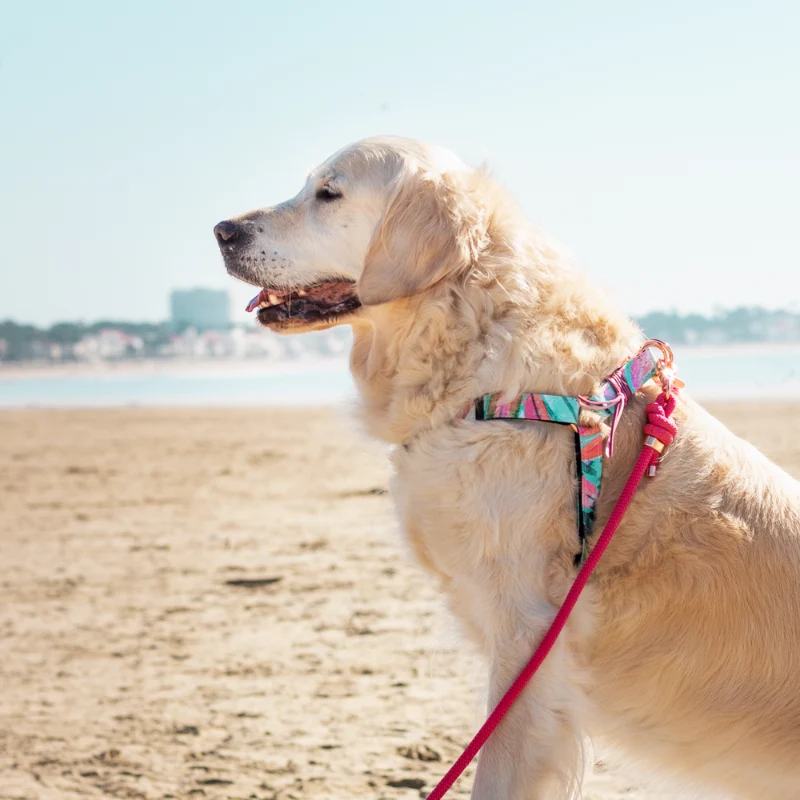 Harnais pour chien TULUM tailles L, XL