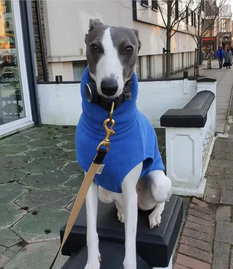 Pull Polaire Col Roulé Lévrier Whippet Italien