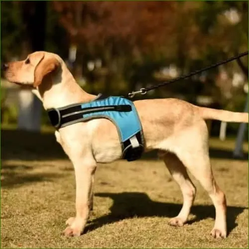 Harnais lumineux LED pour chien - rechargeable