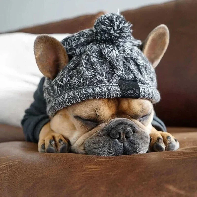 Bonnet Coupe-Vent Gros Chien Hiver Gris