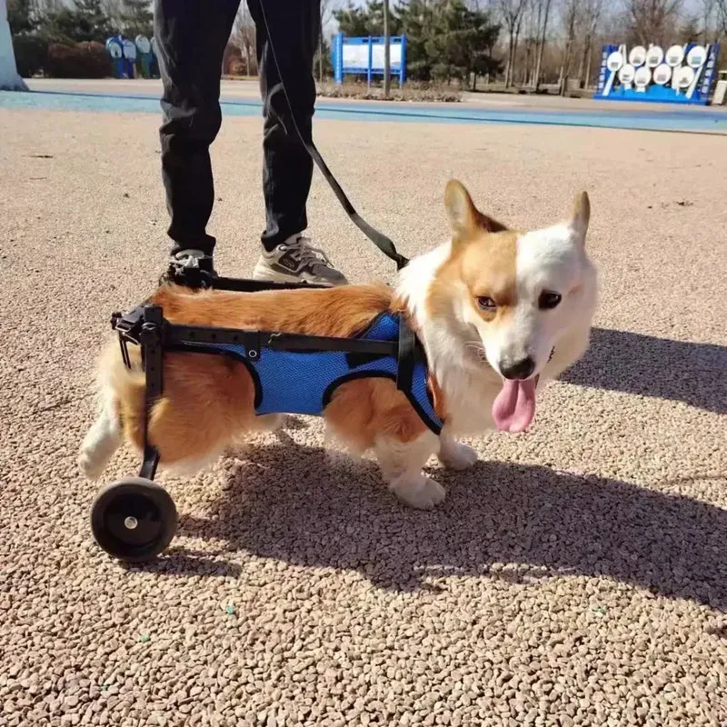 Chariot Mobilité Rééducation Petit Chien