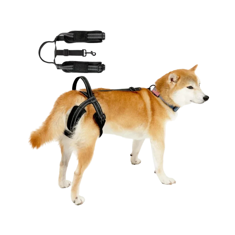 Sangle Chien Handicapé Noire