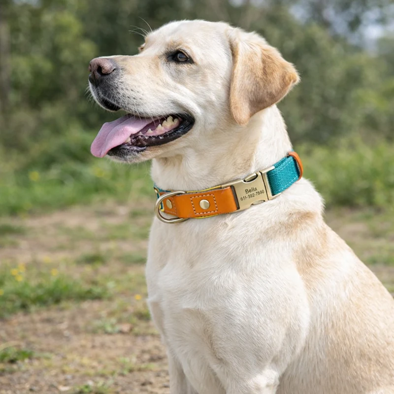 Set Collier Laisse Nylon Gros Chien Ajustable