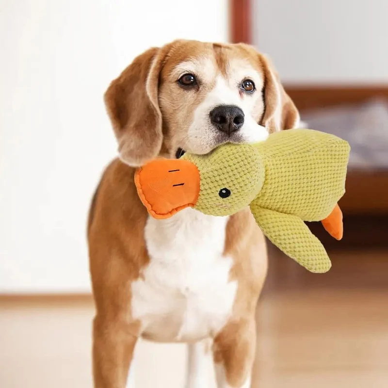 Canard Peluche Interactif Couineur pour Chien