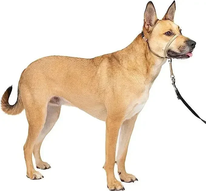 Licol Dressage Anti-Traction Gros Chien