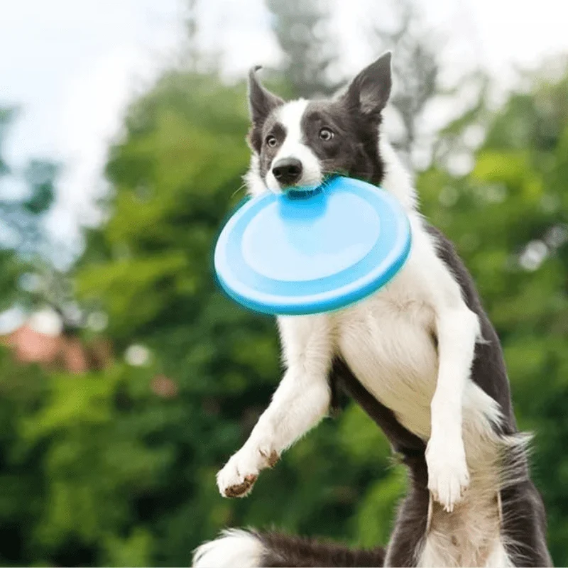 Frisbee Caoutchouc Chien Résistant 22cm