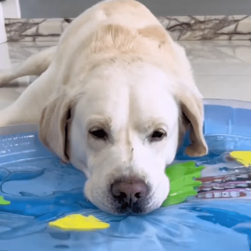 Tapis Eau Rafraîchissant Interactif Chien