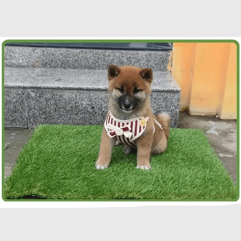 Tapis Hygiénique Chien Appartement