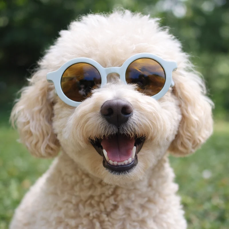 Lunettes Soleil Protection UV Gros Chien