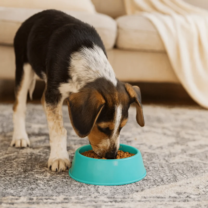 Gamelle Plastique Vert Robuste Gros Chien
