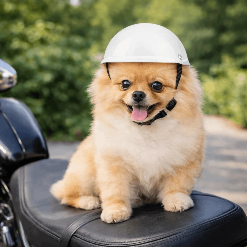 Casque Protection Chien Moto Style