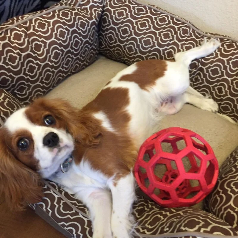 Balle Friandise Interactive Ultra-Résistant Gros Chien