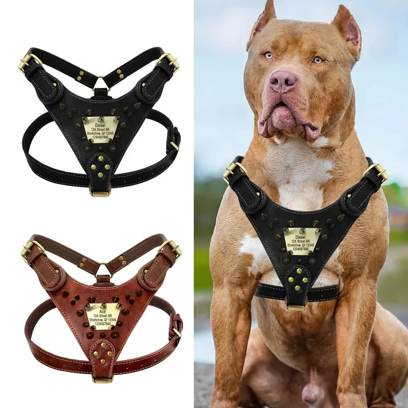 Collier Cuir Clouté Personnalisé Gros Chien Pitbull Mastiff
