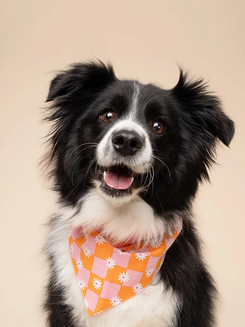 Bandana pour chien - Hula - The Paws