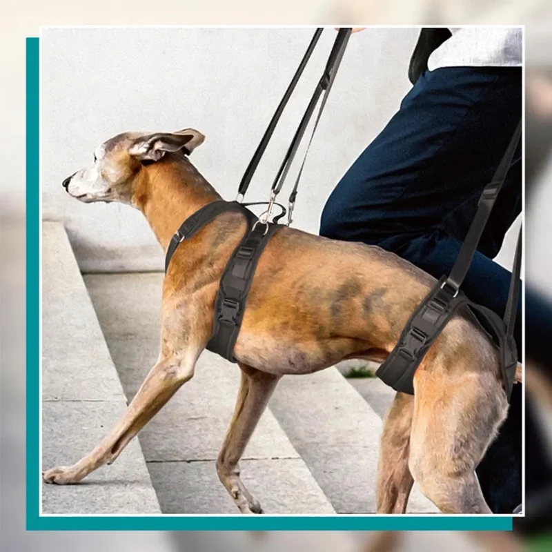 Laisse / harnais de soutien pour chien à mobilité réduite