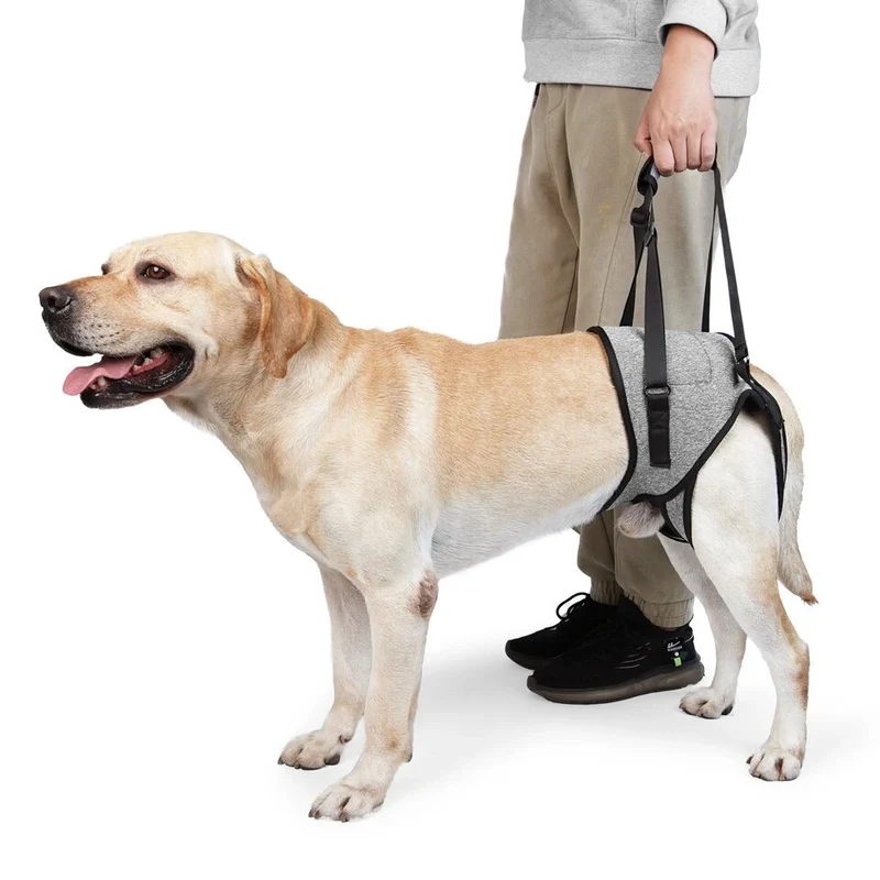 Harnais chien handicape train arriere