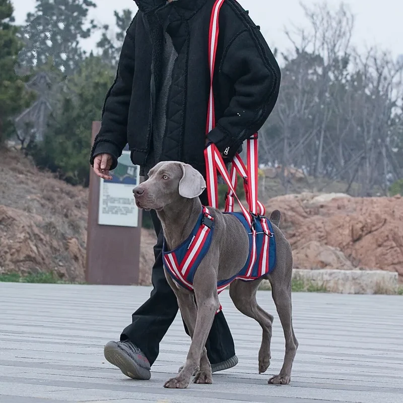 Harnais d'aide à la marche pour chien