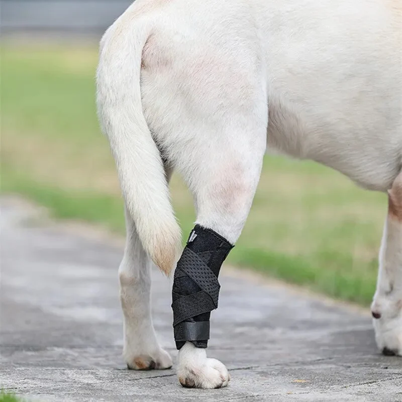 Attelle pour chien arthrose