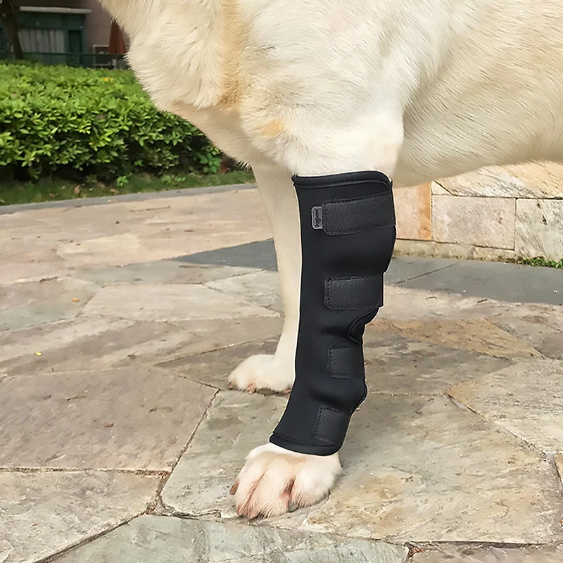 Attelle rigide chien