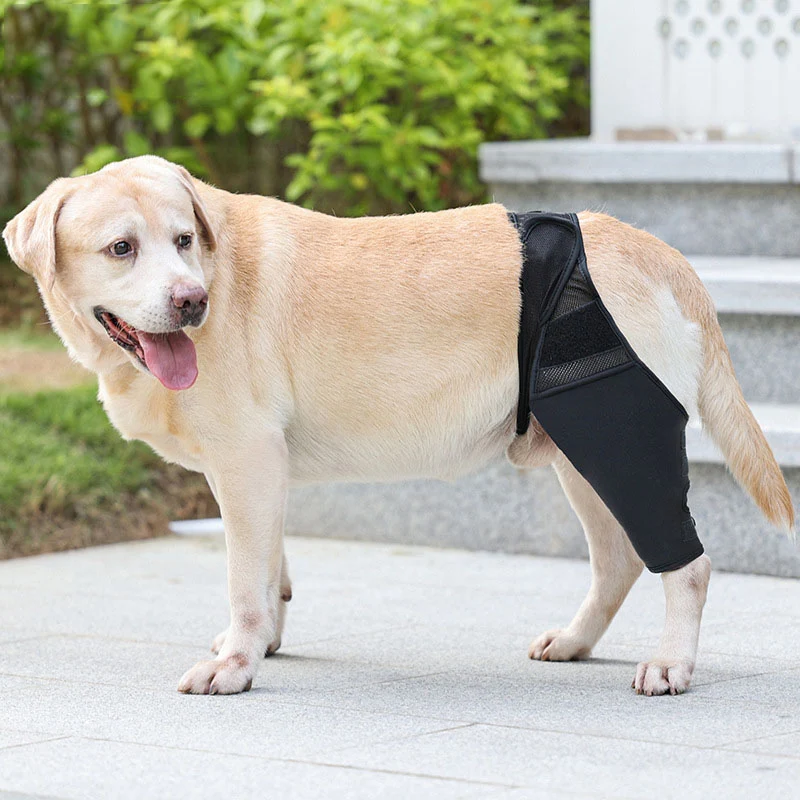 Genouillère chien