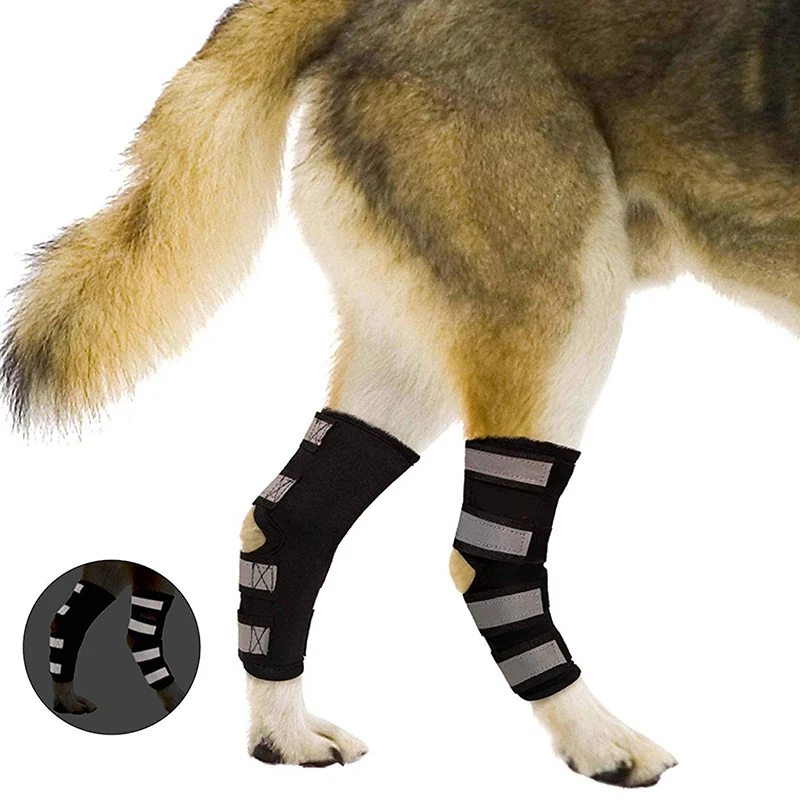 Attelle chien patte arrière
