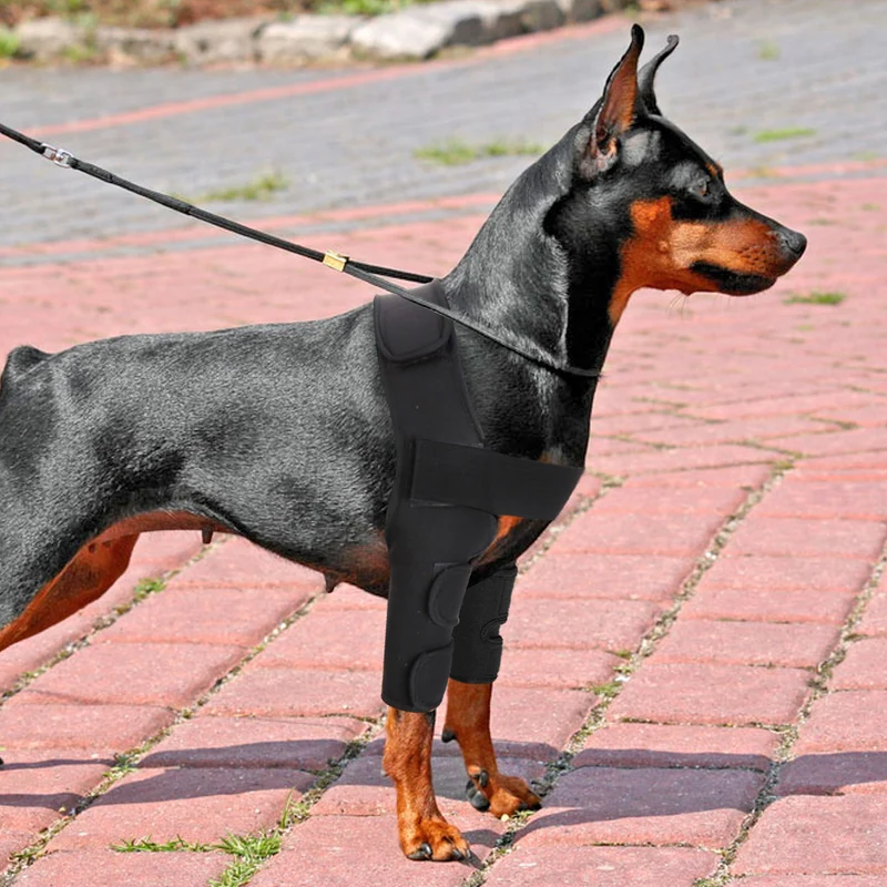 Coudiere chien