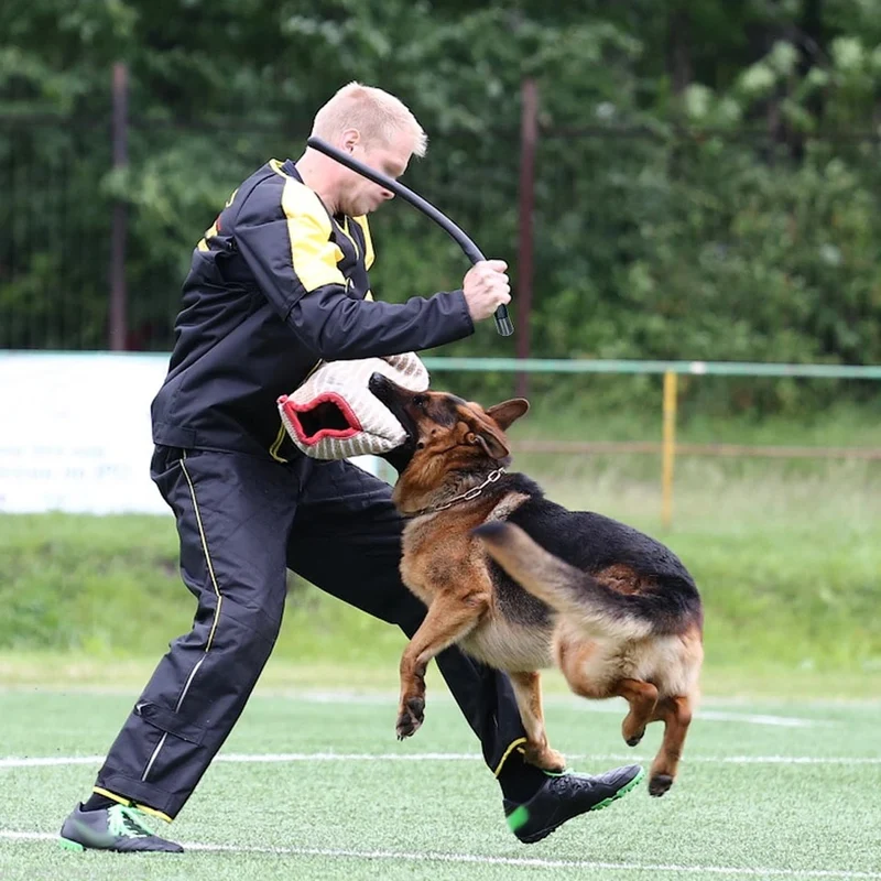 Baton de dressage pour chien