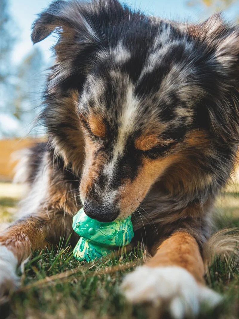 Jouet à remplir pour chien - Toadstool (2 coloris)